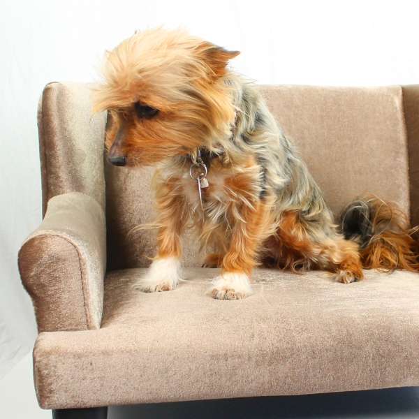 Kleintiersofa Mary
