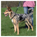 Trixie Easywalk Basic Erziehungsgeschirr