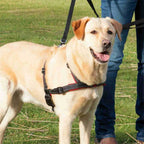 Trixie Trainingsgeschirr Lead'n'Walk Soft