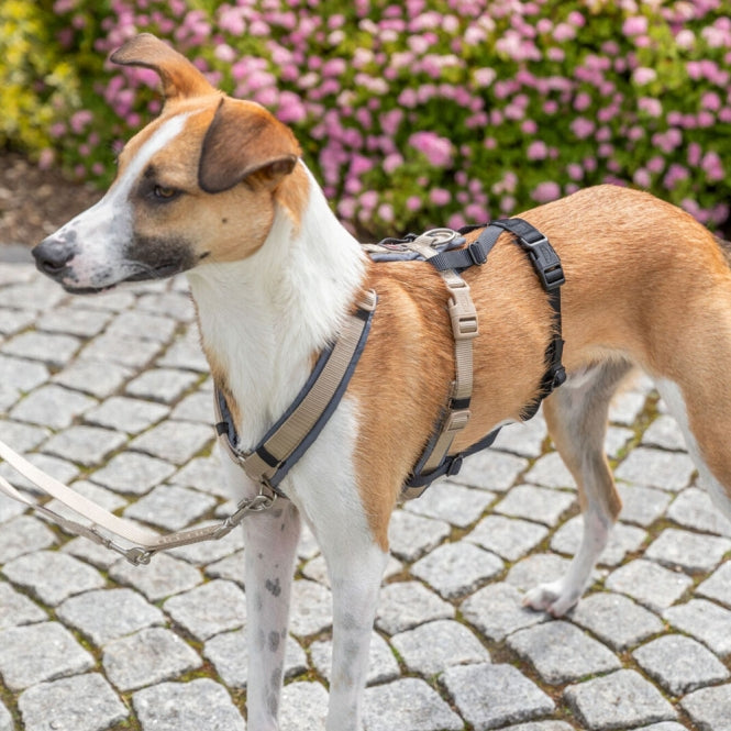 Trixie Panik Adapter Stay für Geschirre