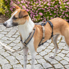 Trixie Panik Adapter Stay für Geschirre
