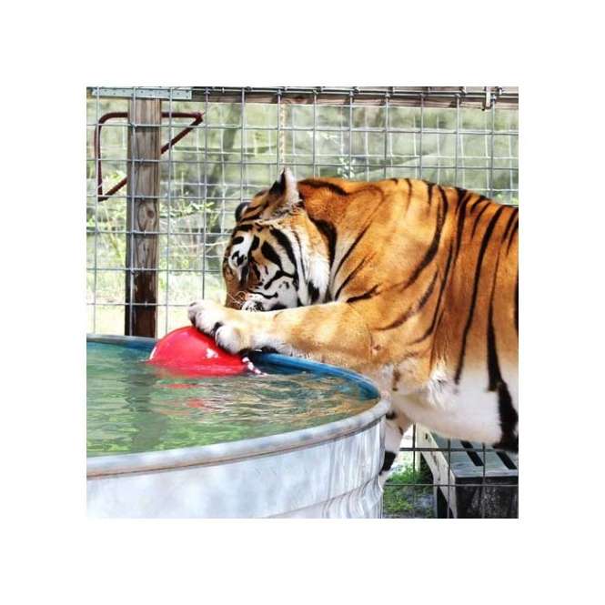 Tuggo Teeny Tiny Ball von Tigern getestet! – Klein