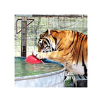 Tuggo Teeny Tiny Ball von Tigern getestet! – Klein