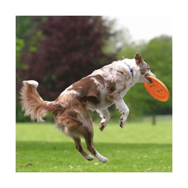Trixie Dog Disc Frisbee – bissfest
