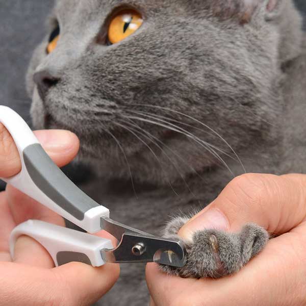 Catit Bürsten Set für Kurzhaarkatzen
