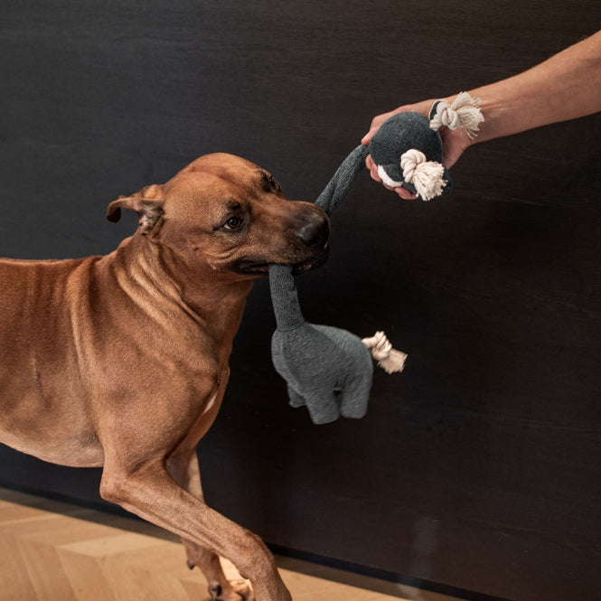 D&D Hundespielzeug Chenille George