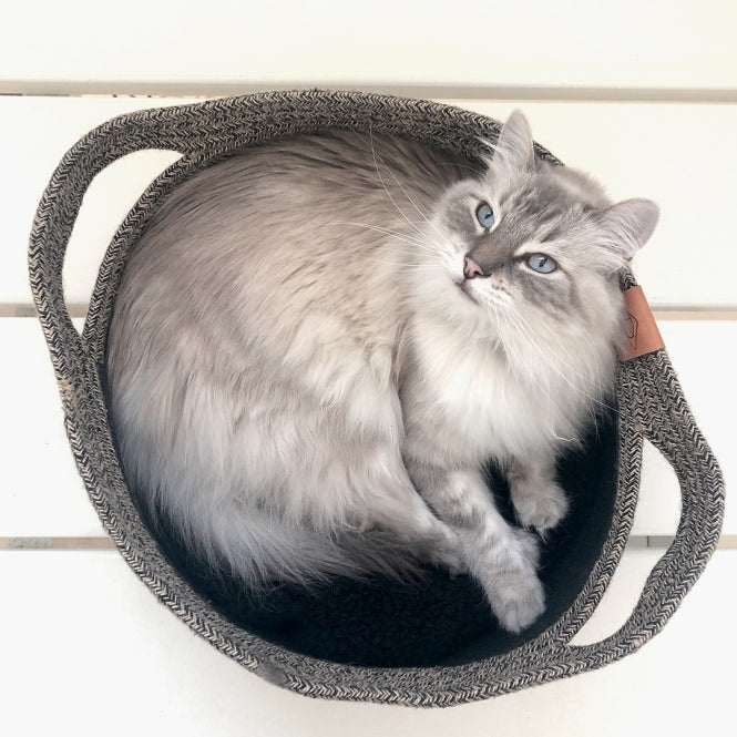 D&D Katzenkorb Tod