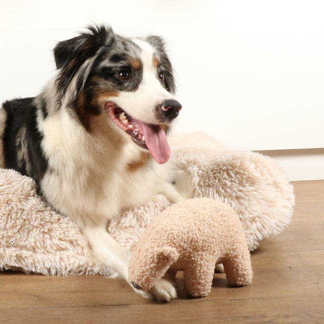 D&D Hundespielzeug Banjo Teddystoff