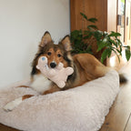D&D Hundespielzeug Banjo Teddystoff