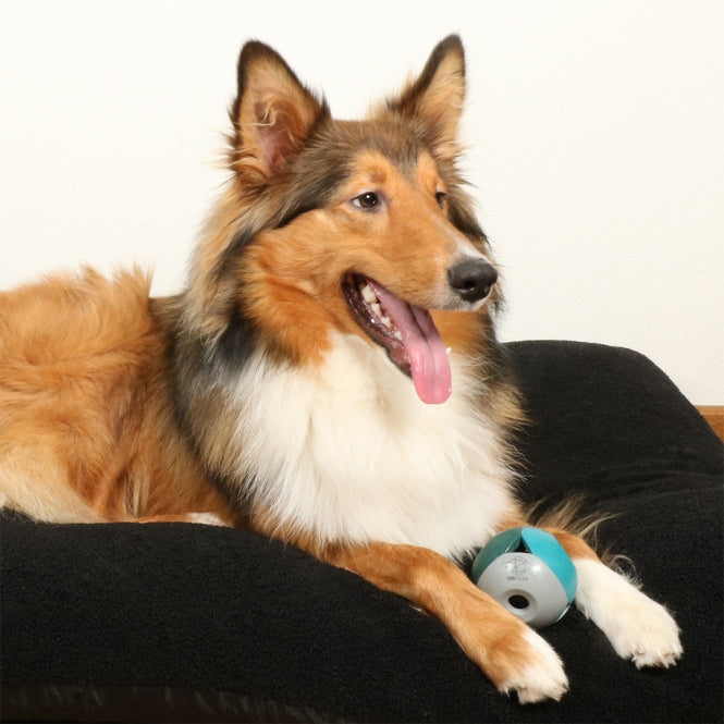 D&D Hundespielzeug Luca – lagoon