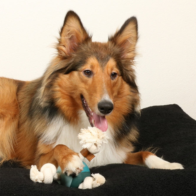 D&D Hundespielzeug Levi – lagoon