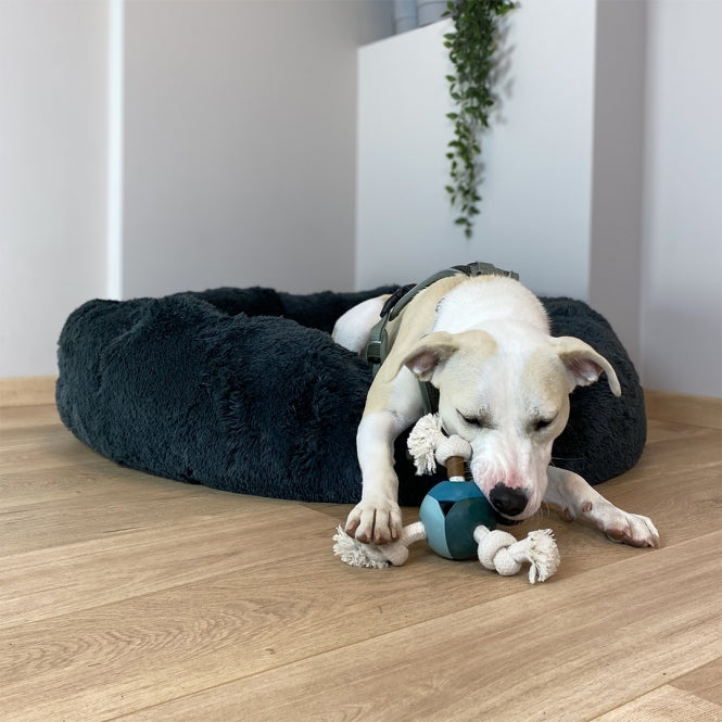 D&D Hundespielzeug Levi – lagoon