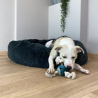 D&D Hundespielzeug Levi – lagoon