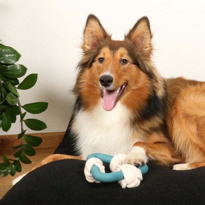D&D Hundespielzeug Milou – lagoon