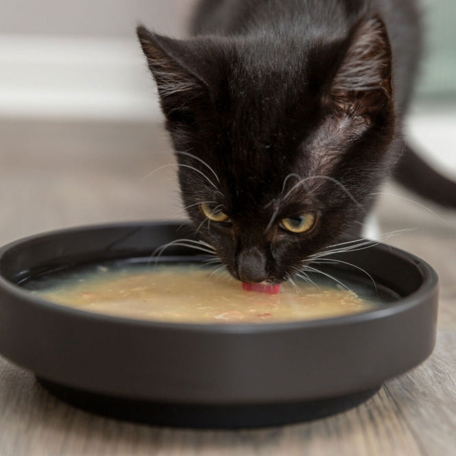 Trixie Kittis Salmon Soup