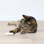 EBI Cat Toy Buzzing Caterpillar