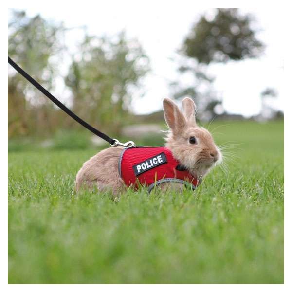 XBunny Garnitur für Kaninchen