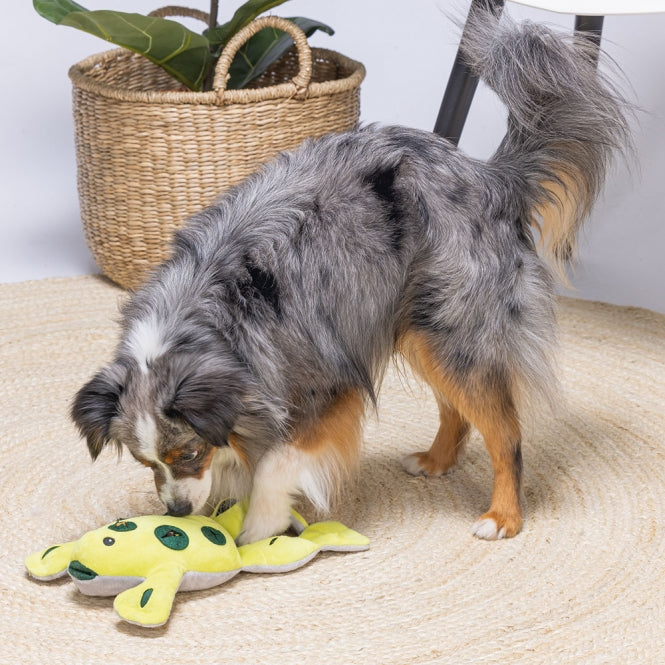 Beeztees Hide and Seek Frosch