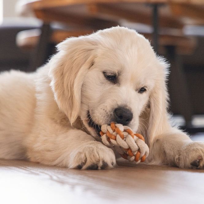 Beeztees Puppy Dental Seilring Mik