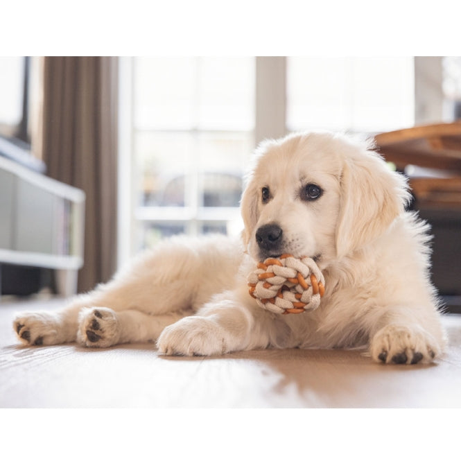 Beeztees Puppy Dental Seilring Mik