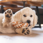 Beeztees Puppy Dental Seilring Mik