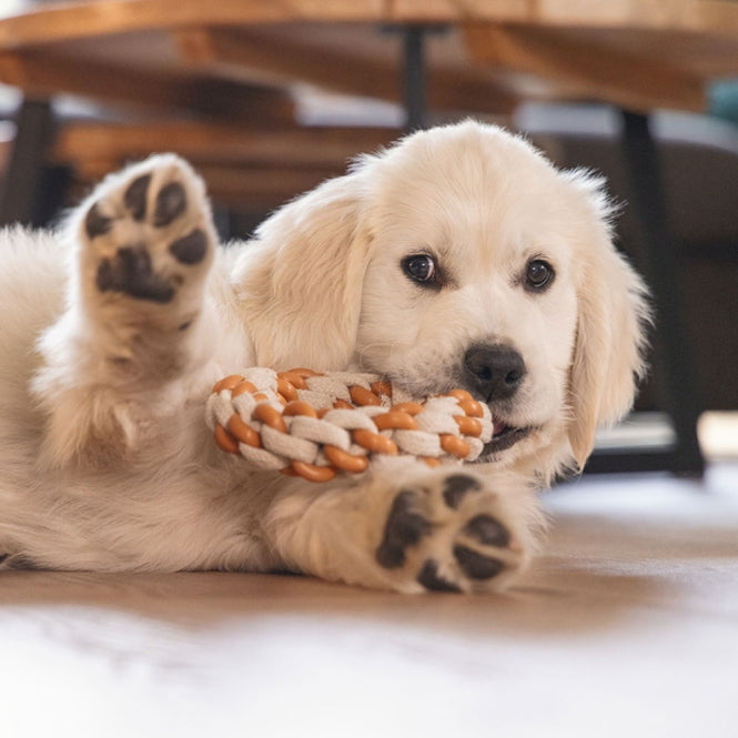 Beeztees Puppy Dental Seilring Mik