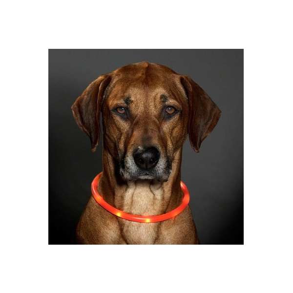 Karlie Visio Light LED Leuchtschlauch – Einfarbig