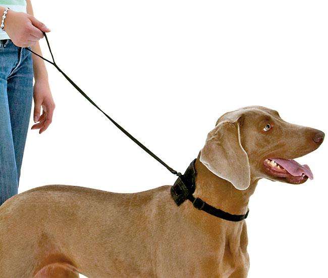 Karlie TOM DOG 2in1 Halsband + Leine