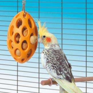 Boomer Bird Nut Case