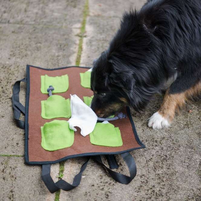 PROCYON Action Schnüffelmatte