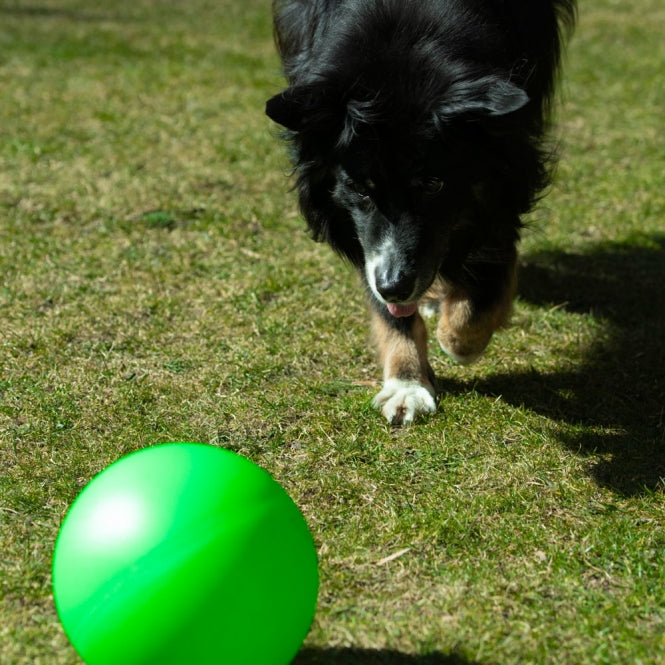 PROCYON Treibball extra stabil