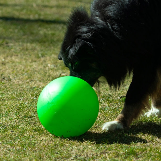 PROCYON Treibball extra stabil