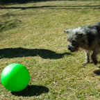 PROCYON Treibball extra stabil