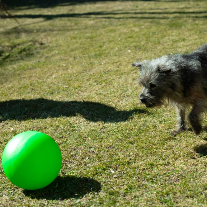 PROCYON Treibball extra stabil