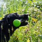 Dog Comets Meteor Wurfstock