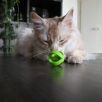 Crazy Cat Wacky Wobbler