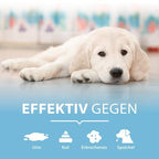PIPI-WEG HUND Geruchs- & Fleckenentferner
