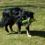 Procyon Magic Treat Dummy