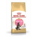 Royal Canin Feline Maine Coon Kitten