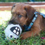 ROGZ FLUFFY GRINZ Welpenball