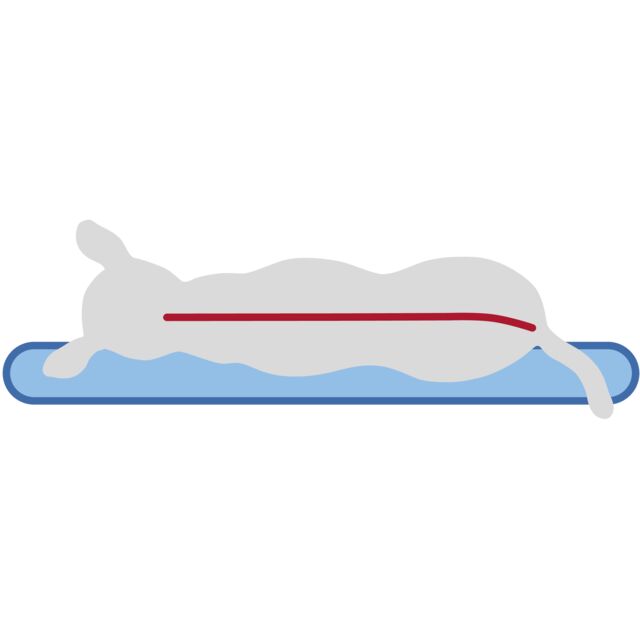 Trixie Vital Kissen Bendson – Oval