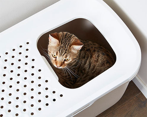 Savic Hop In Katzentoilette