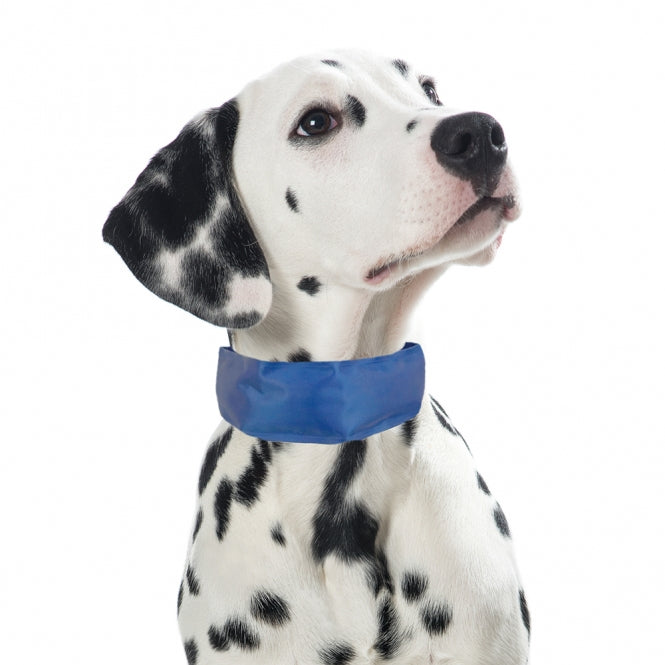 Procyon Kühl - Bandana für Hunde