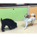Pet Qwerks Doggy IcrediBubbels – Seifenblasen