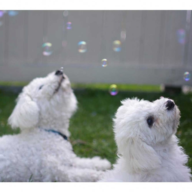 Pet Qwerks Doggy IcrediBubbels – Seifenblasen
