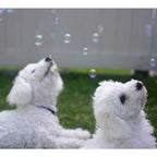 Pet Qwerks Doggy IcrediBubbels – Seifenblasen