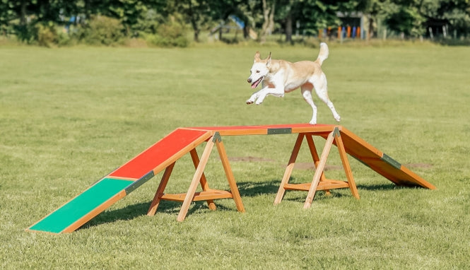 Trixie Fun Agility Steg