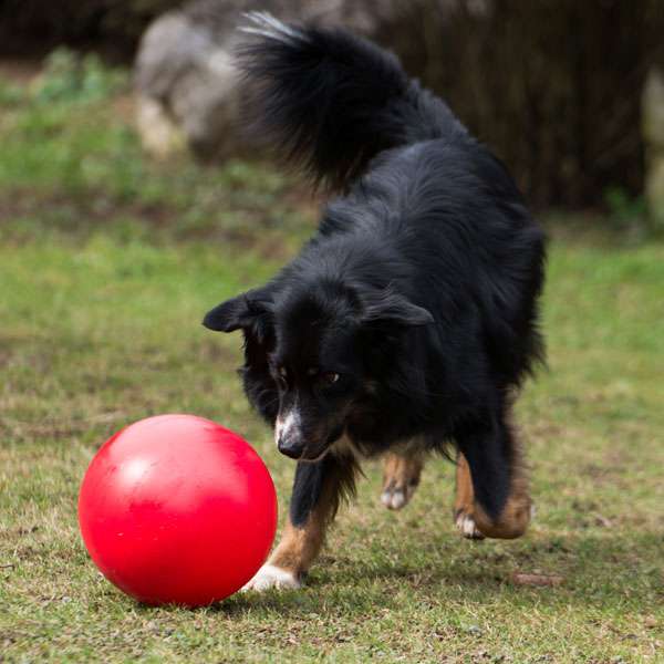 PROCYON Treibball