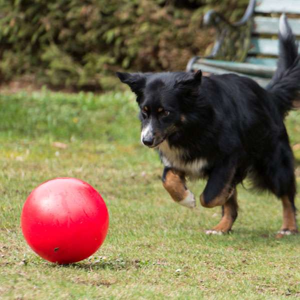 PROCYON Treibball