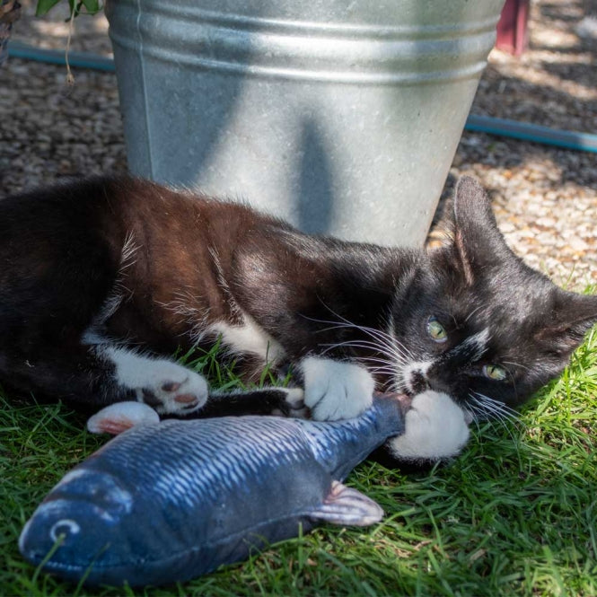 Robocat Forelle